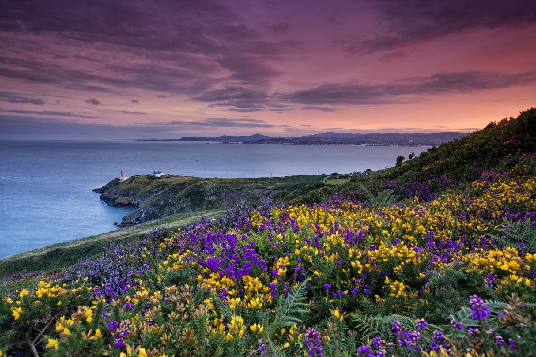Blühender Ginster und Heide an den Klippen von Howth Head bei Dublin in der Abenddämmerung. Unten auf der Landzunge steht der Leuchtturm Baily, dahinter öffnet sich die Bucht bis zu den Wicklow Mountains.