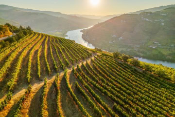 Drohnenaufnahme des Douro-Tals in Portugal; links des Flusses im Vordergrund ein großer Weinberg, im Hintergrund scheint die Sonne auf die spätsommerliche Landschaft.