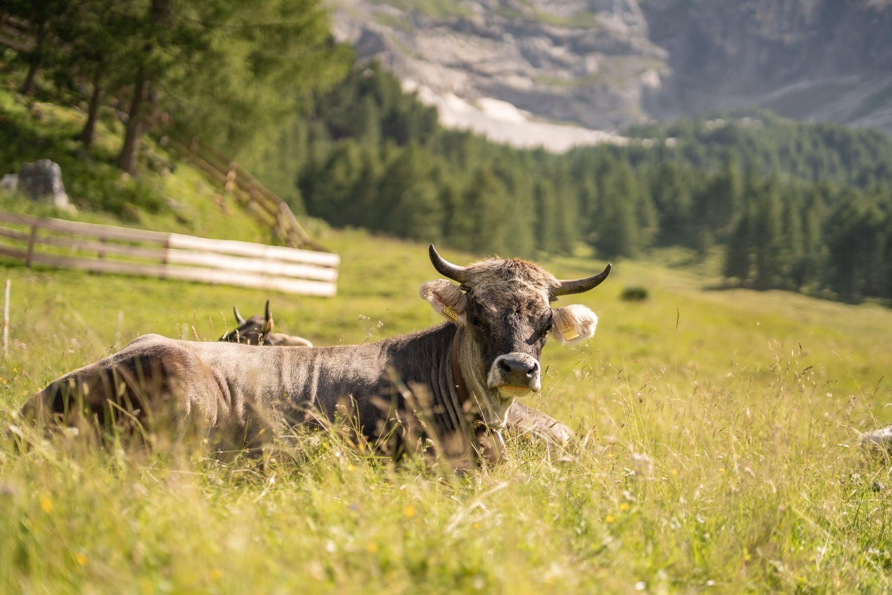 Eine Kuh mit Hörnern liegt im hohen Gras einer Alm, im Hintergrund Wald und Felsen. F