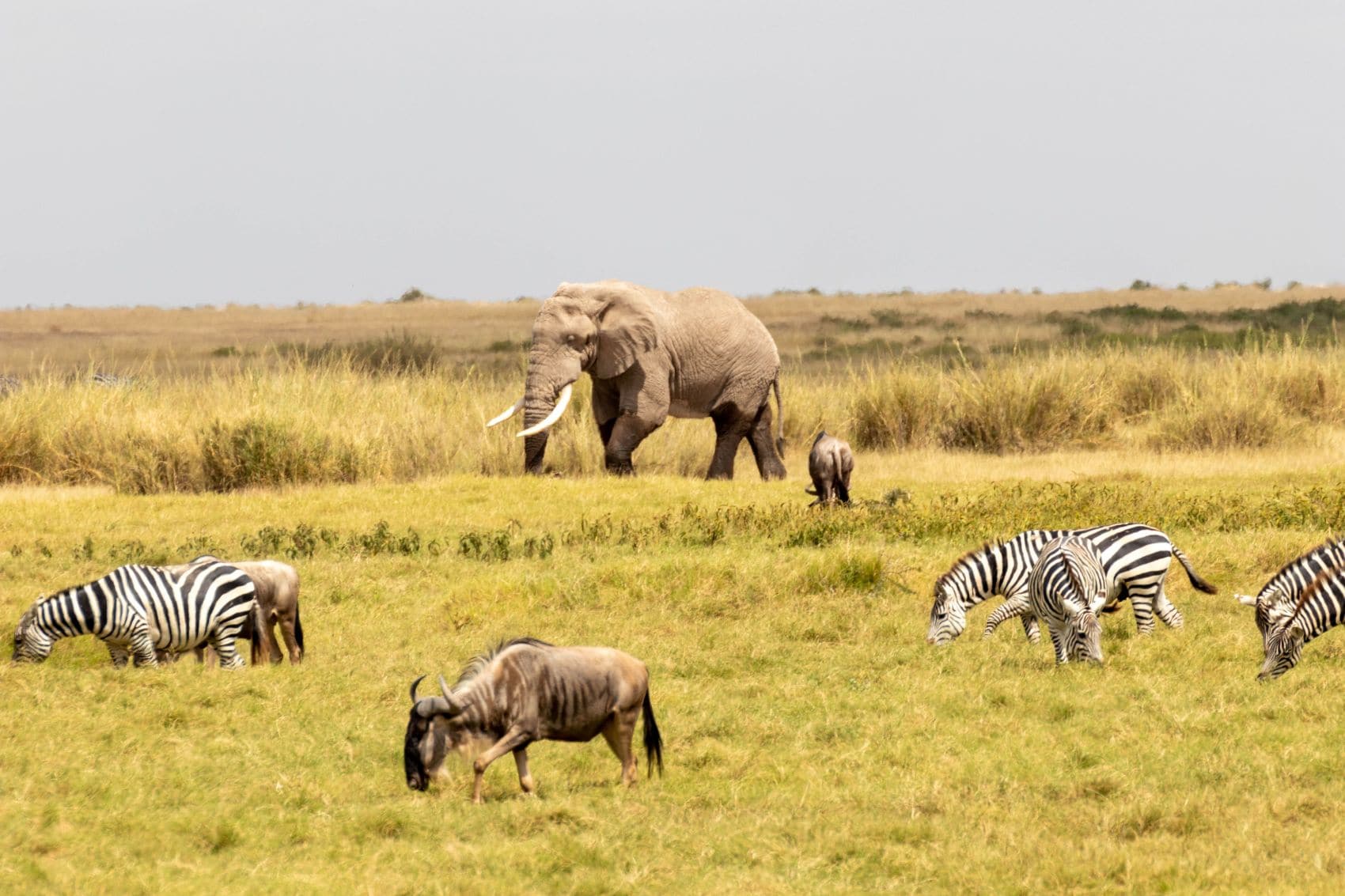 Elefant, Zebras und Gnus in der Masai Mara in Kenia