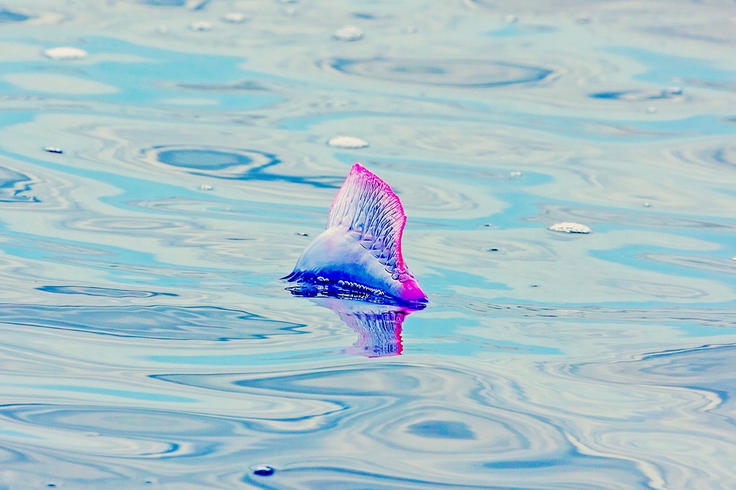 Portugieische Galeere schwimmt im Meer.