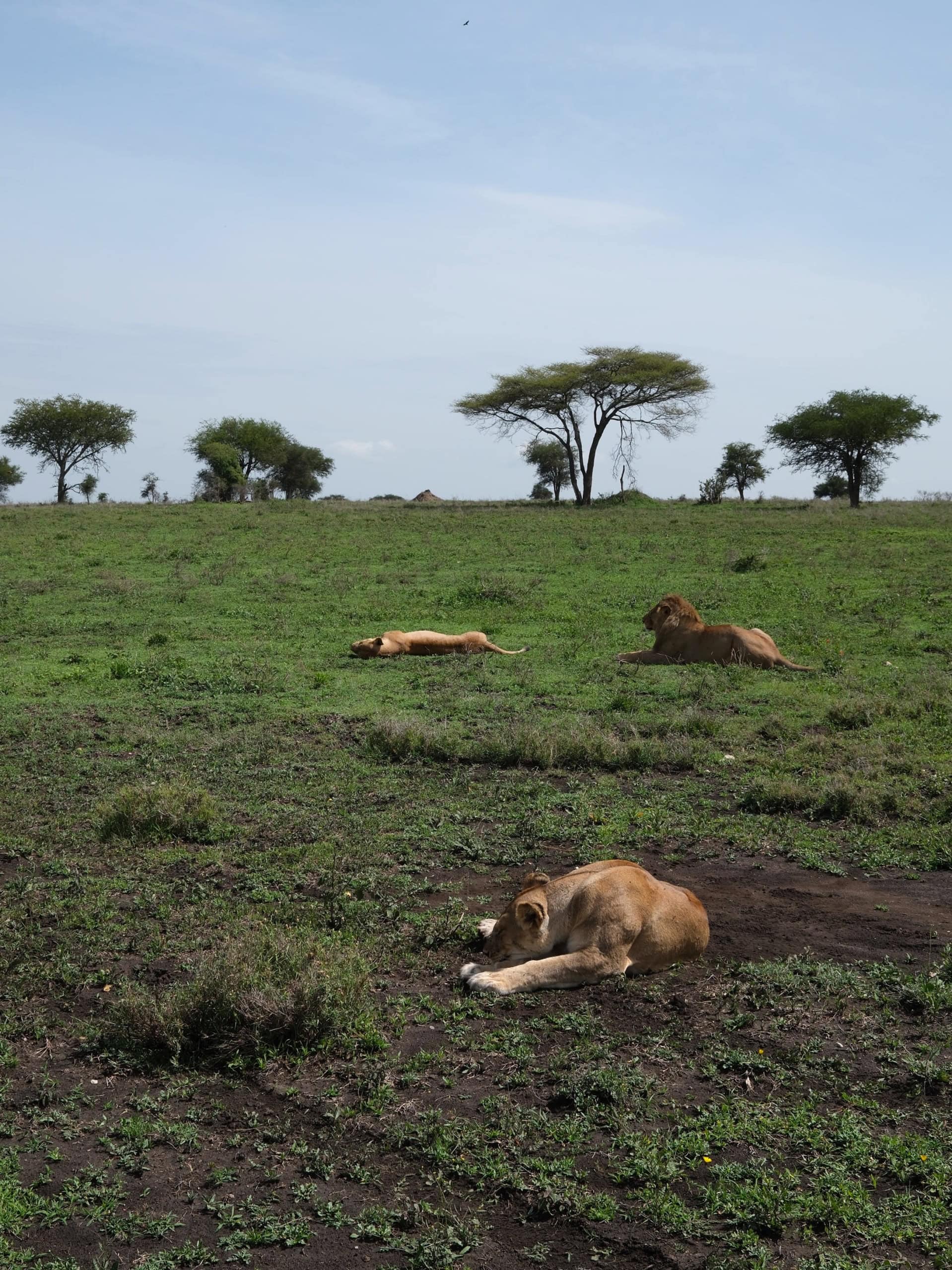 Löwen in der Serengeti.
