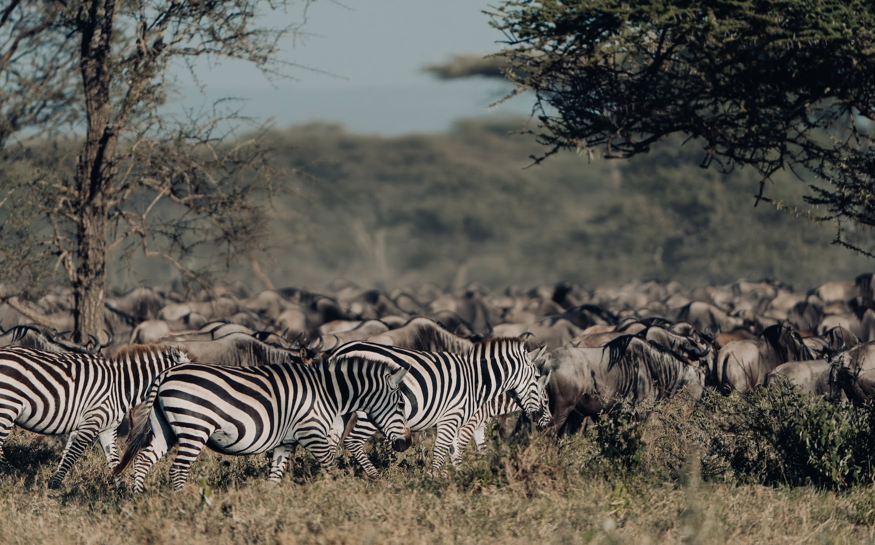 Zebras und Gnus auf der Suche nach Wasser.