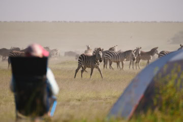 Zebras in der Serengeti.