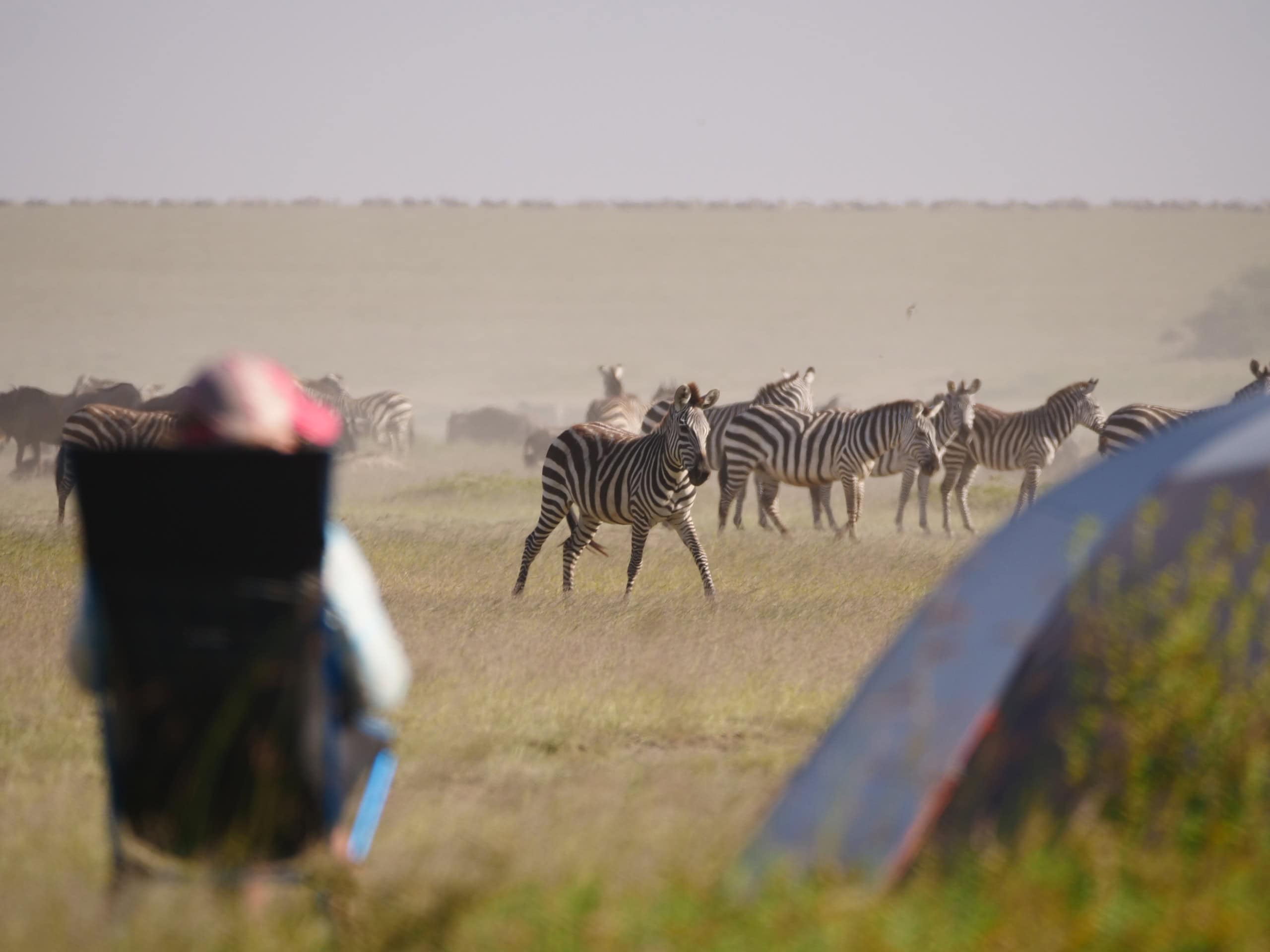 Von Tieren und Testosteron: Auf Safari in der Serengeti
