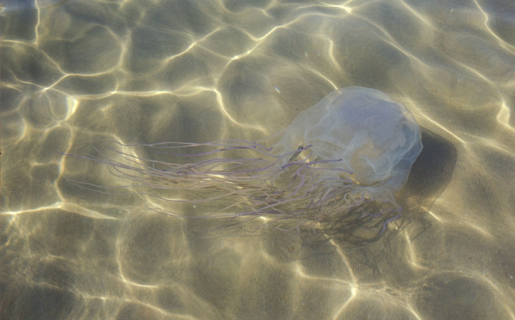 Schachtelqualle (Chironex fleckeri) im flachen Küstenwasser.