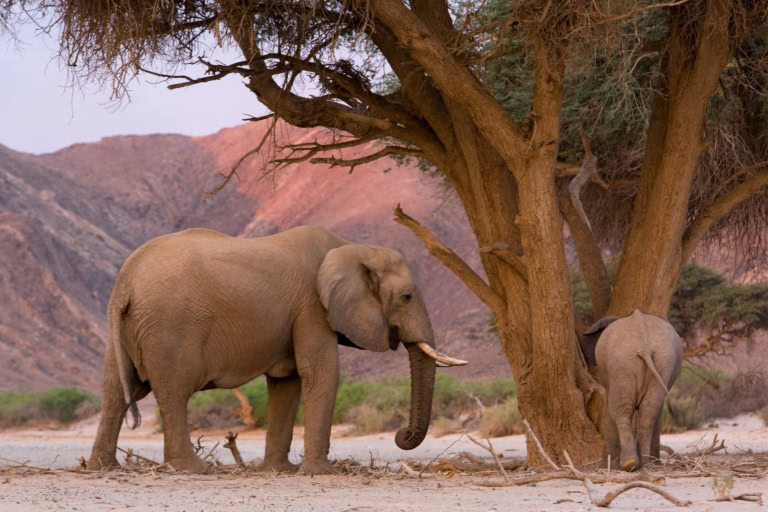 News aus Namibia: Dieses neue Safari-Camp schützt die letzten Wüstenelefanten