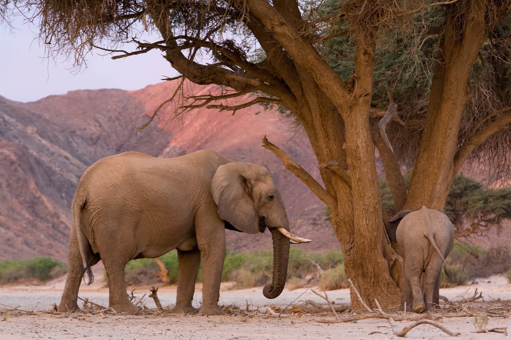 News aus Namibia: Dieses neue Safari-Camp schützt die letzten Wüstenelefanten