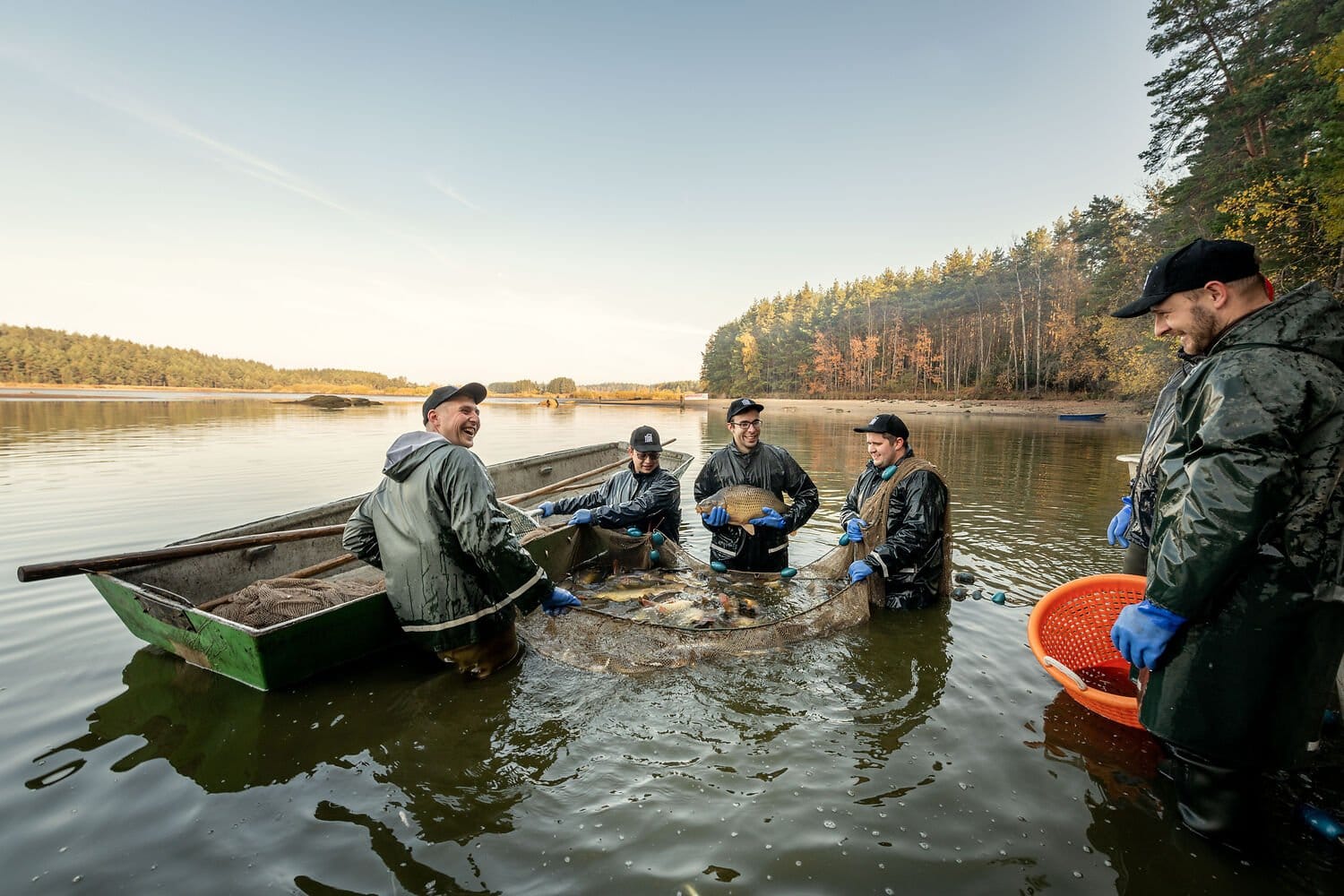 Fünf Fischer stehen im flachen Wasser eines Weinviertler Teichs und heben ein Fangnetz mit Karpfen aus dem Wasser, im Hintergrund herbstlich gefärbter Wald.