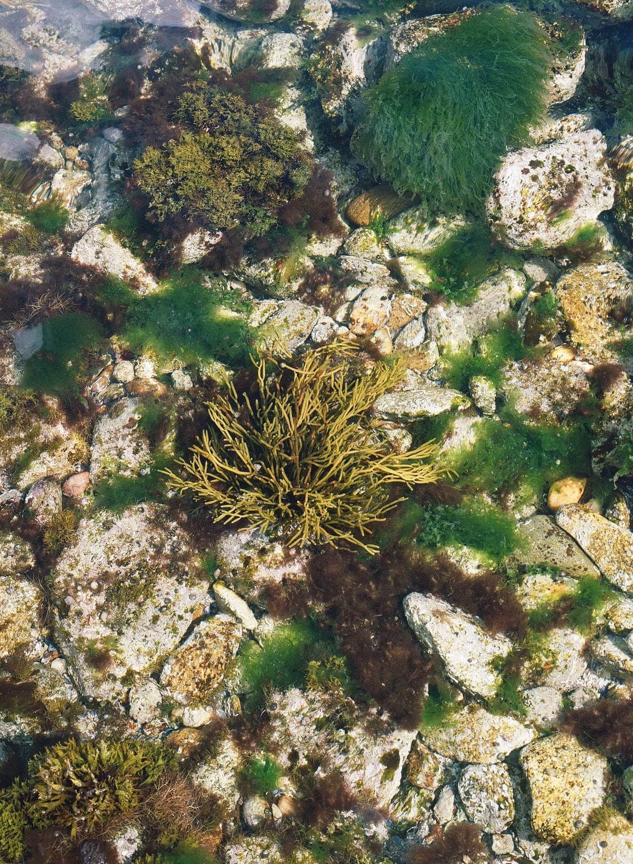 Blick von oben in einen flachen Gezeitentümpel. Zwischen hellen Steinen und grünen Algenpolstern liegt ein gelbbrauner Büschel Knotentang unter klarem Wasser.