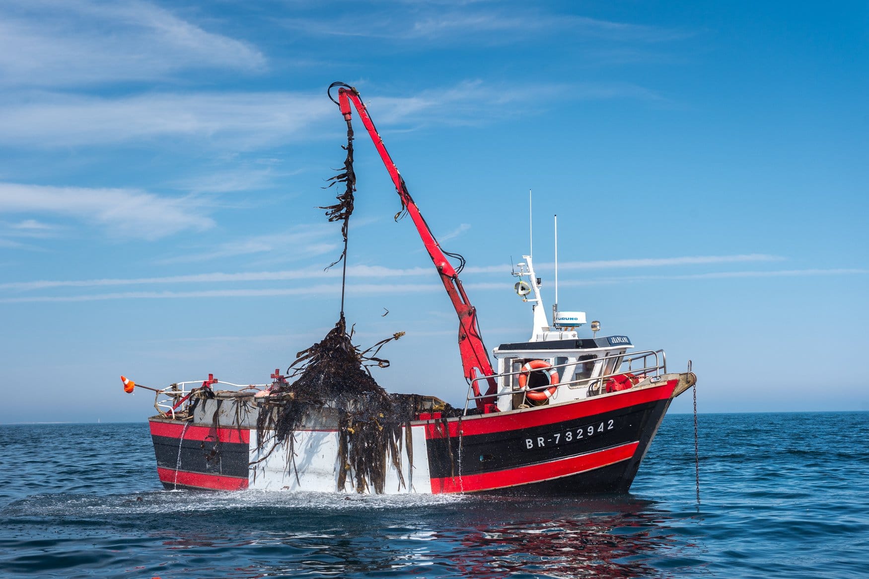 Ein rot-schwarzes Fischerboot mit der Kennung BR-732942 liegt auf ruhiger See. Der Kran hebt ein tropfendes Bündel Braunalgen über die Reling, die Ladung türmt sich schon an Deck.