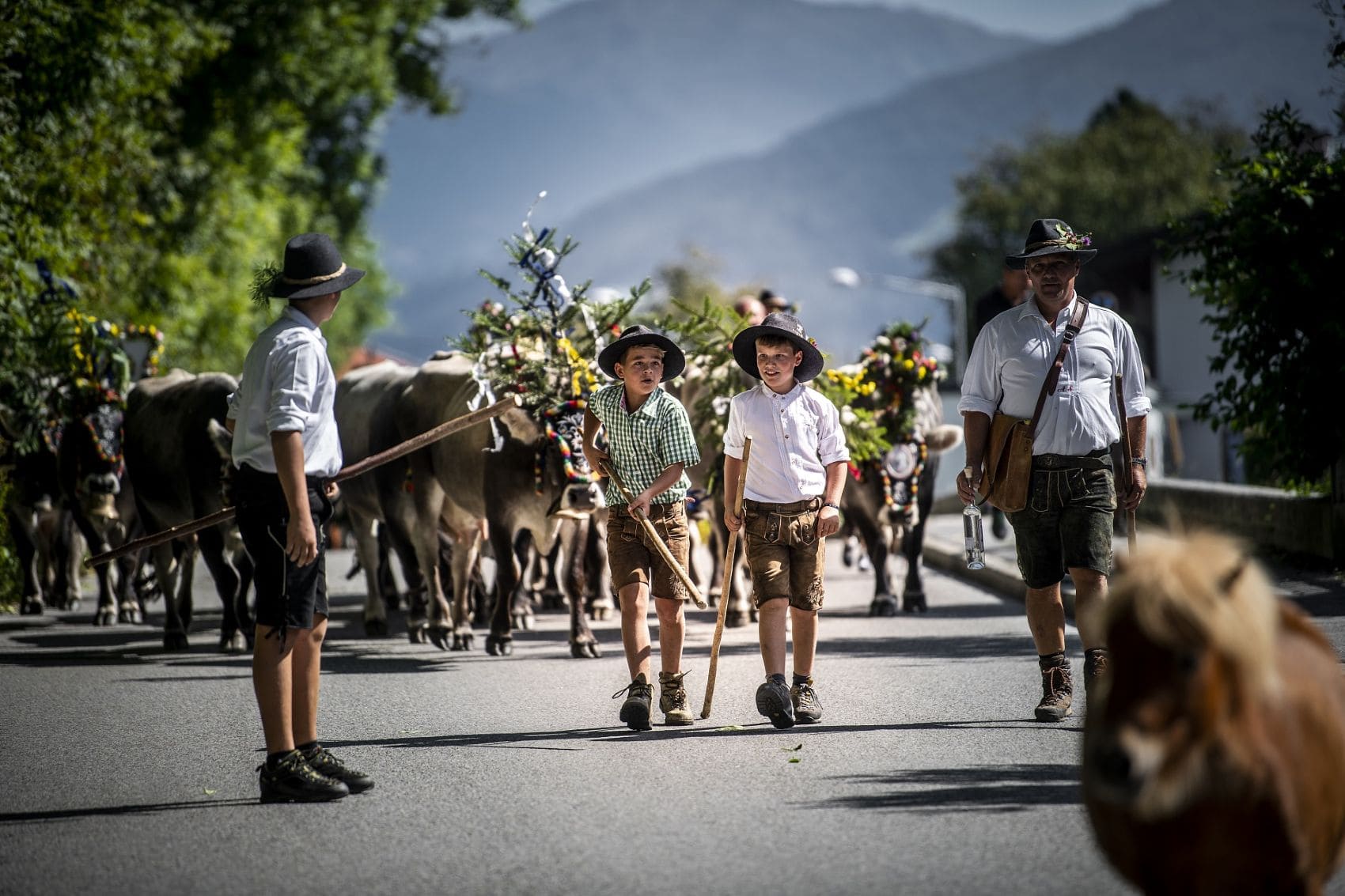 Almabtrieb in der Region Hall-Wattens mit geschmückten Kühen und Menschen in Tiroler Tracht.