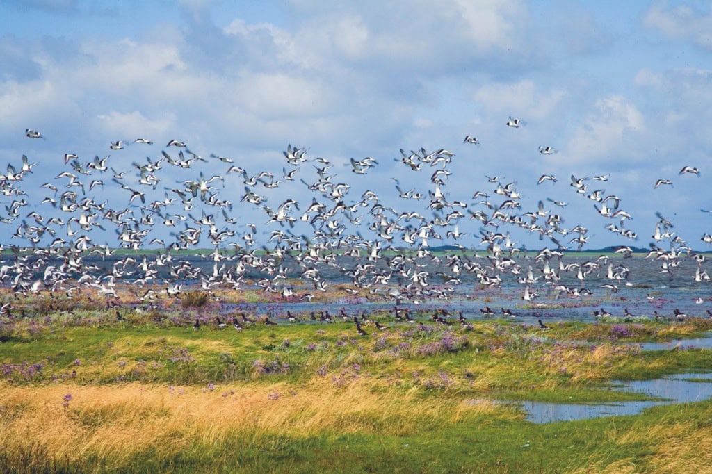 Ein großer Schwarm Austernfischer fliegt über eine überflutete Salzwiese mit blühendem Strandflieder auf Borkum, weitere Vögel stehen im flachen Wasser.