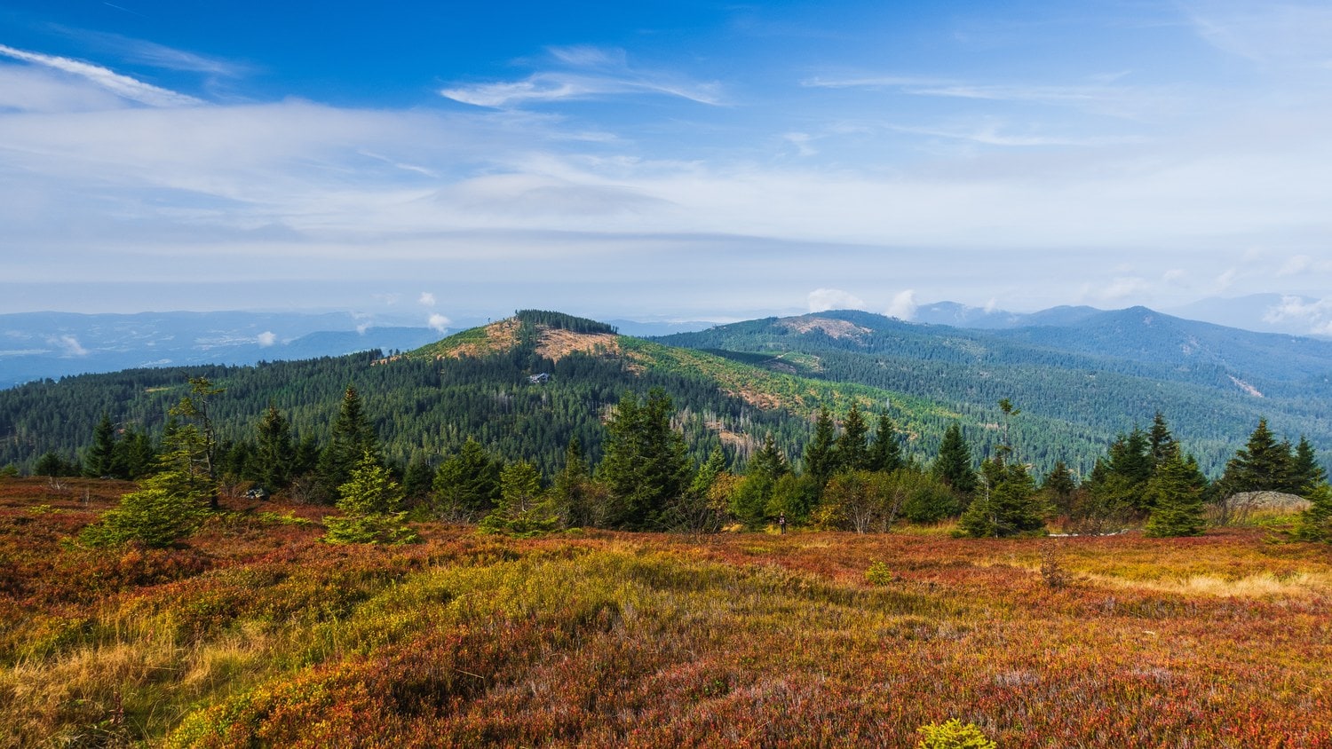 Blick vom Großen Arber über rot und gold gefärbte Heidelbeersträucher und junge Fichten auf die bewaldeten Bergrücken des Bayerischen Waldes unter blauem Himmel.