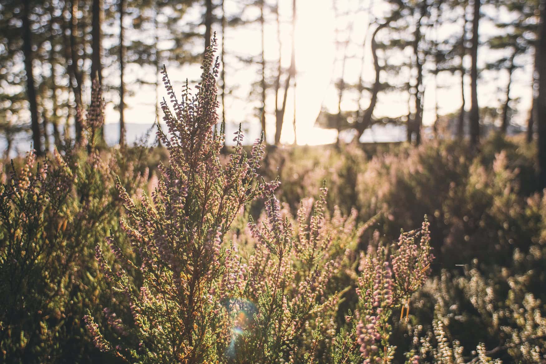 Blühende Heide im Abendlicht, im Hintergrund Kiefernstämme und ein Gewässer in Valkmusa.