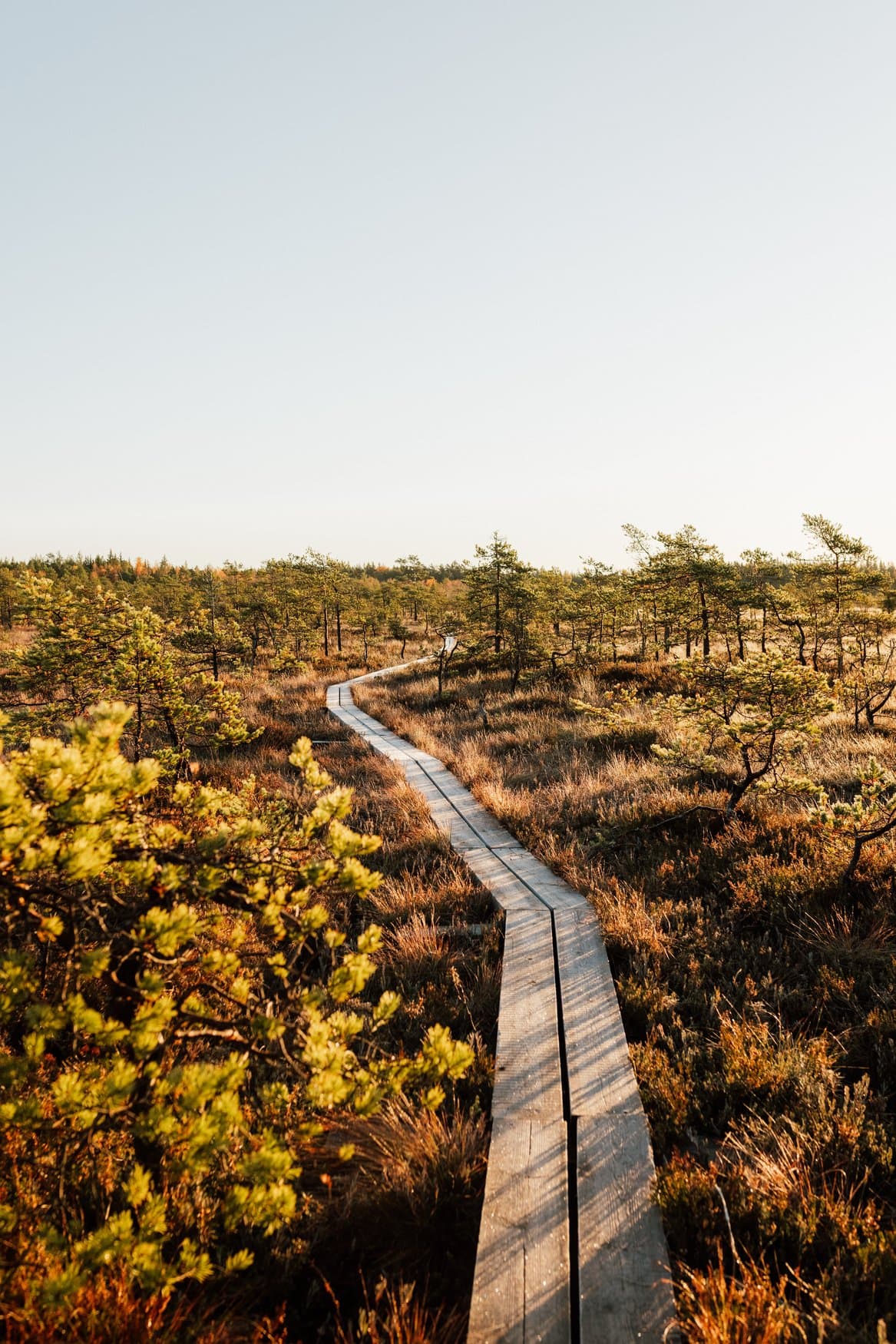 Ein Bohlenweg führt durch die herbstliche Moorlandschaft von Valkmusa, gesäumt von niedrigen Kiefern.