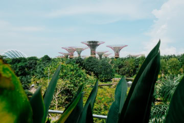 Blick über tropisches Blattwerk auf die Supertrees der Gardens by the Bay in Singapur, links die Glaskuppeln der Gewächshäuser, dazwischen ein Teich mit Springbrunnen.