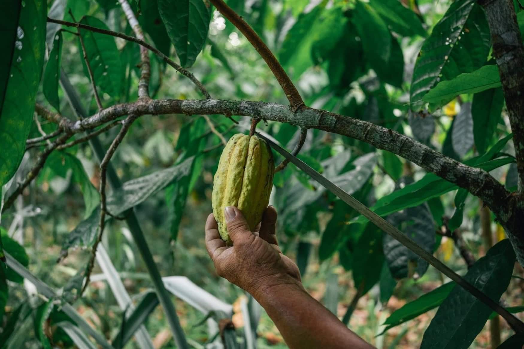 Eine Hand hält eine reife gelbe Kakaofrucht am Baum im Regenwald von Guatemala.