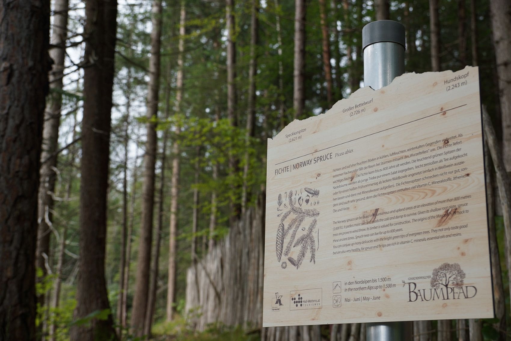 Informationstafel zur Fichte am Gnadenwalder Baumlehrpfad in Hall-Wattens