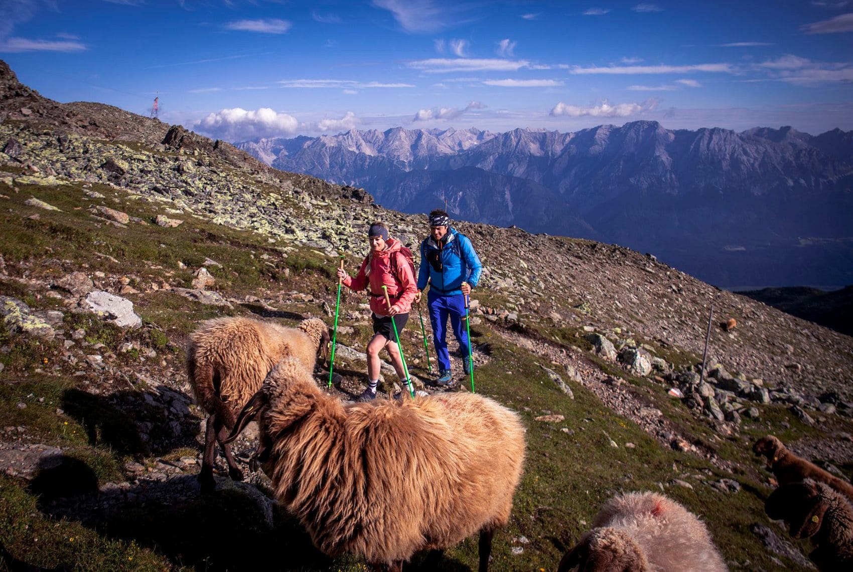 Wanderer mit Schafen am Glungezer vor dem Karwendel in Tirol