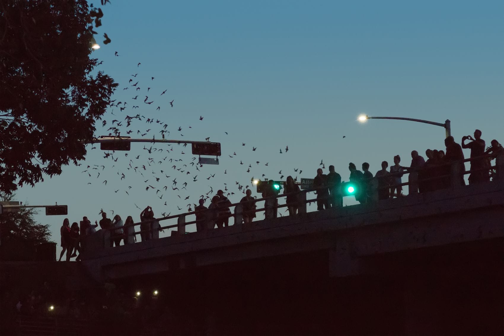 Fledermäuse fliegen in der Dämmerung über Zuschauern an der Waugh Drive Bridge in Houston