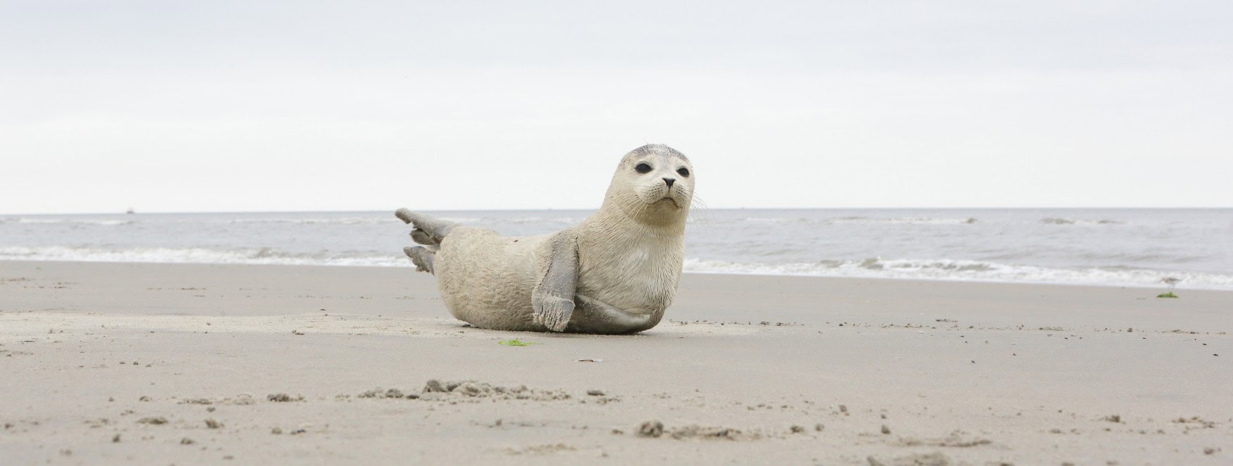 Eine junge Kegelrobbe liegt auf einem Strand und reckt den Kopf in die Luft.