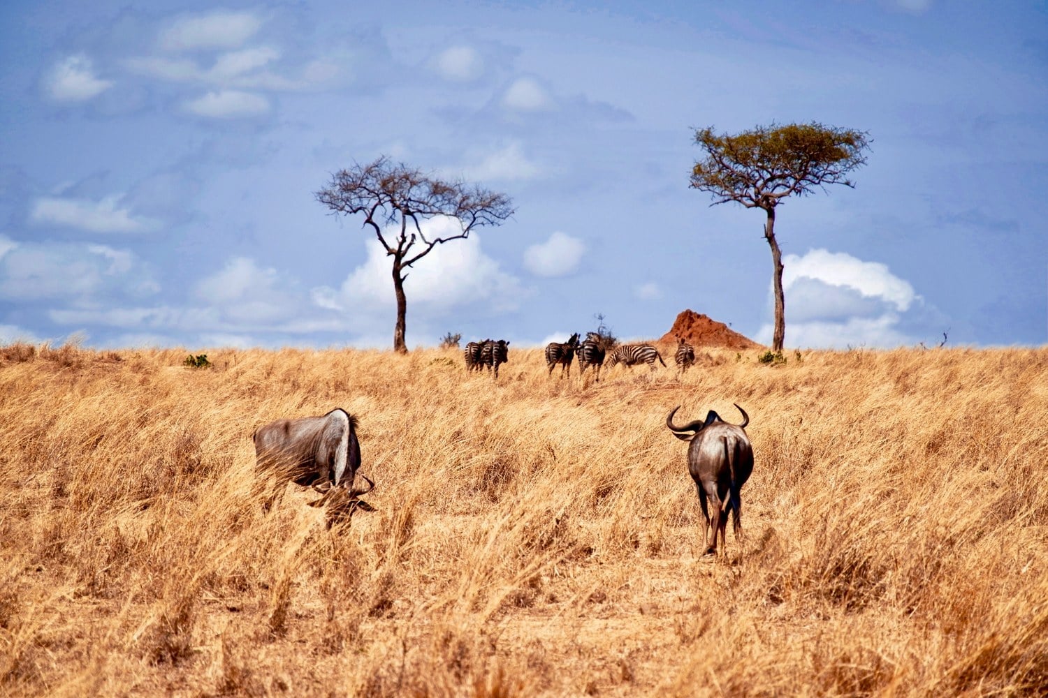 Zwei Gnus und eine Gruppe Zebras grasen in hohem, trockenem Gras, dahinter zwei Schirmakazien und ein Termitenhügel unter blauem Himmel.