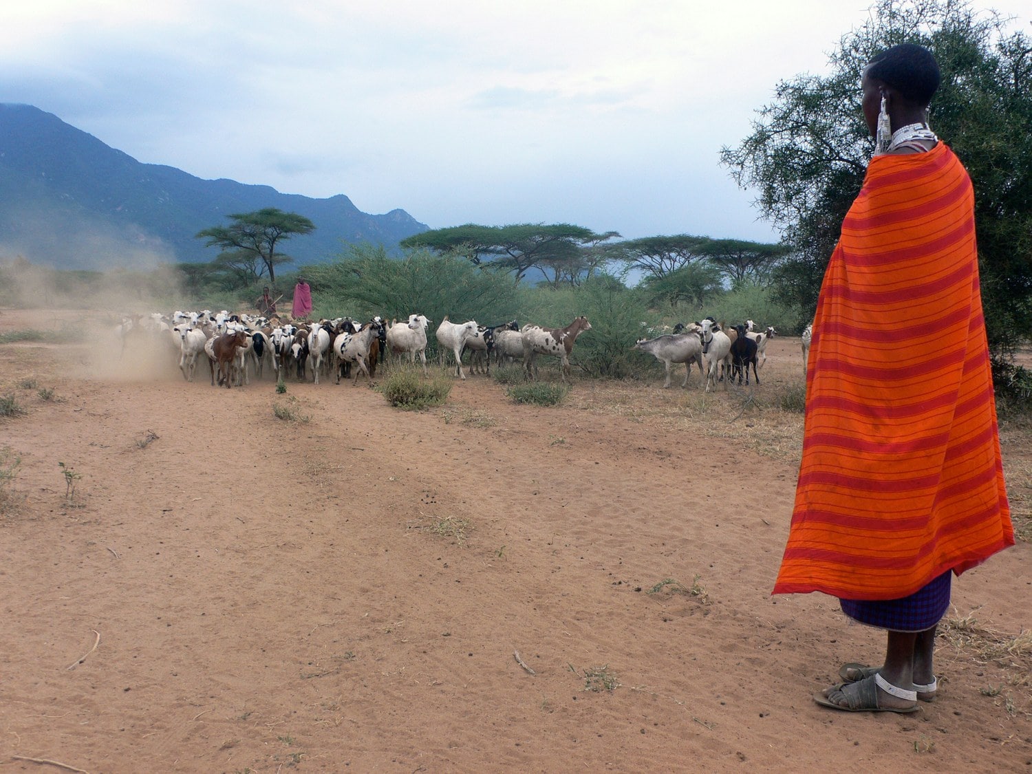 Eine Maasai-Frau in orange-rot gestreiftem Tuch und Perlenschmuck schaut auf eine Ziegenherde, die zwei Hirten über staubigen roten Boden vor einer Bergkette treiben.