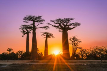 Baobabs bei Morondava auf Madagaskar im Sonnenuntergang