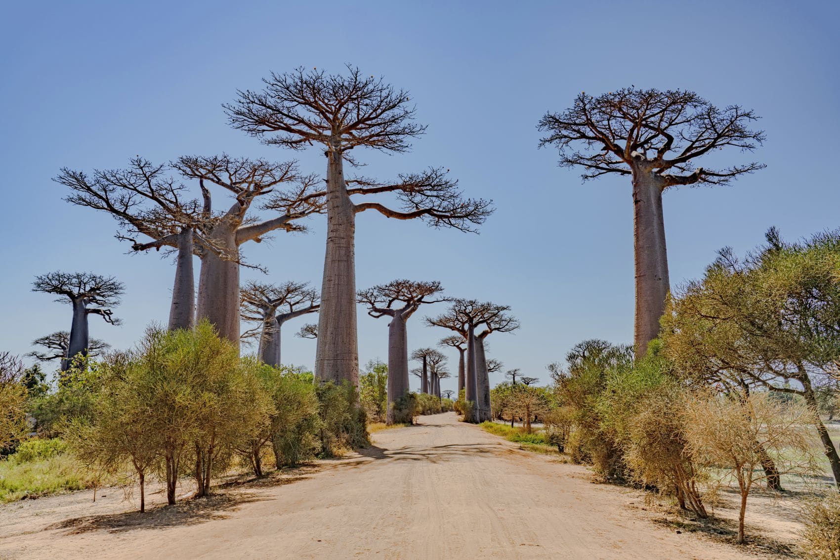 Baobab-Allee bei Morondava auf Madagaskar