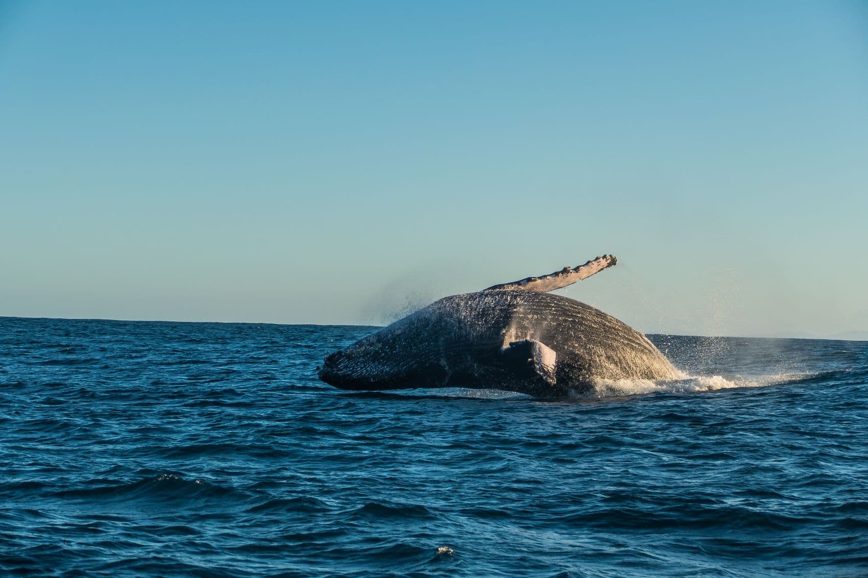 Buckelwal im Meer vor Madagaskar