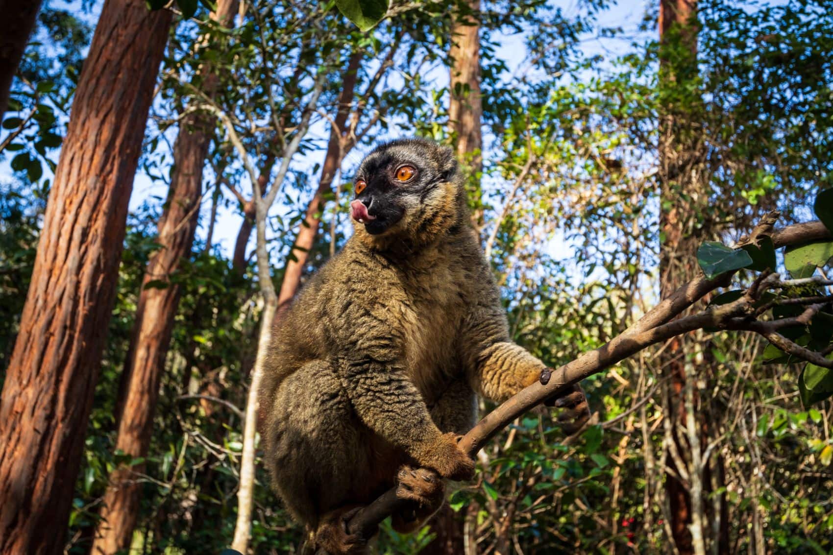 Brauner Lemur auf einem Ast im Regenwald von Andasibe auf Madagaskar