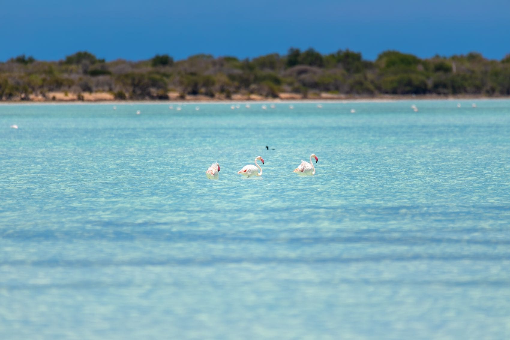 Großflamingos im Tsimanampetsotsa-Nationalpark auf Madagaskar