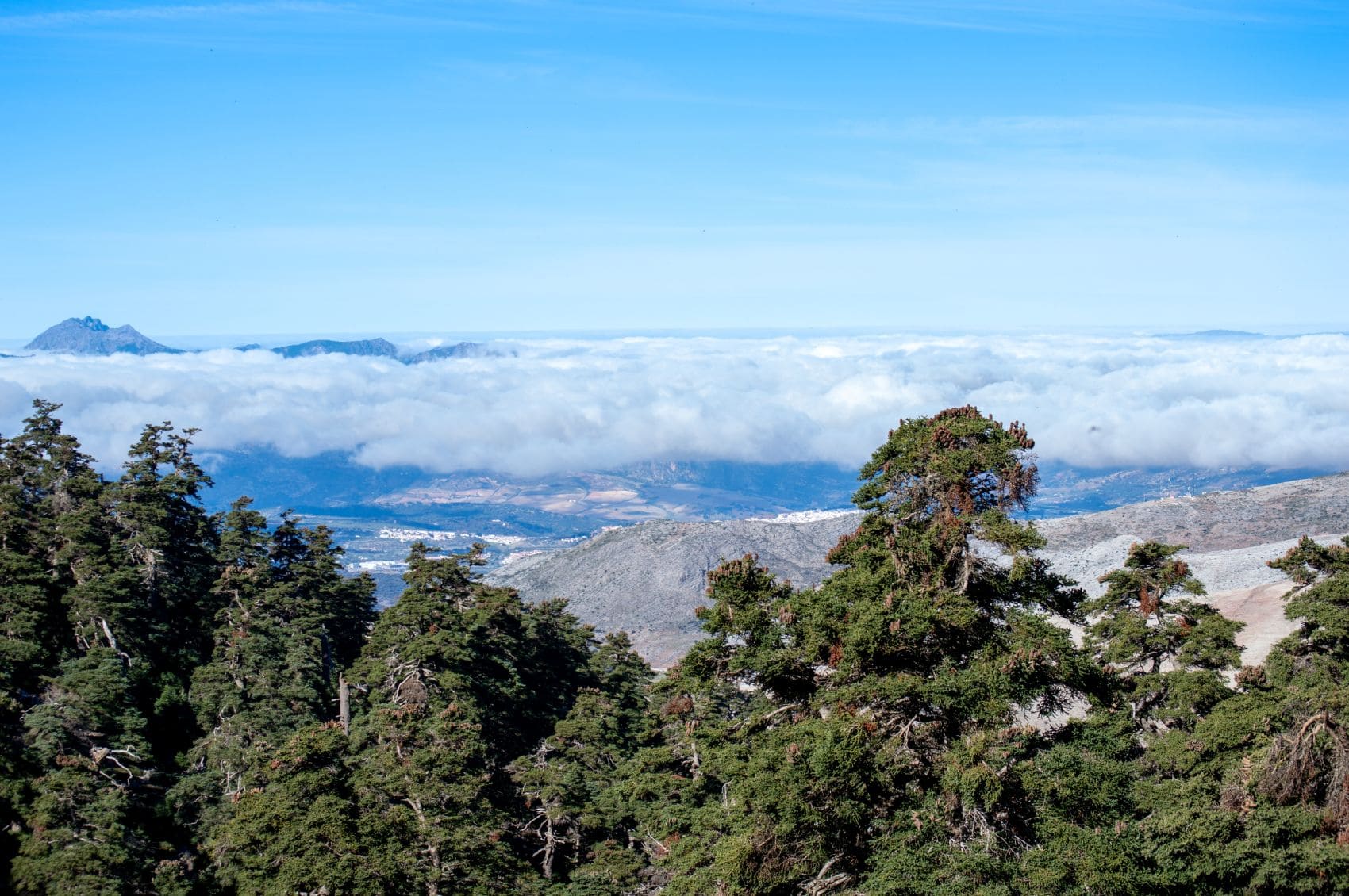 Pinsapo-Wald und Berglandschaft im Nationalpark Sierra de las Nieves in Andalusien