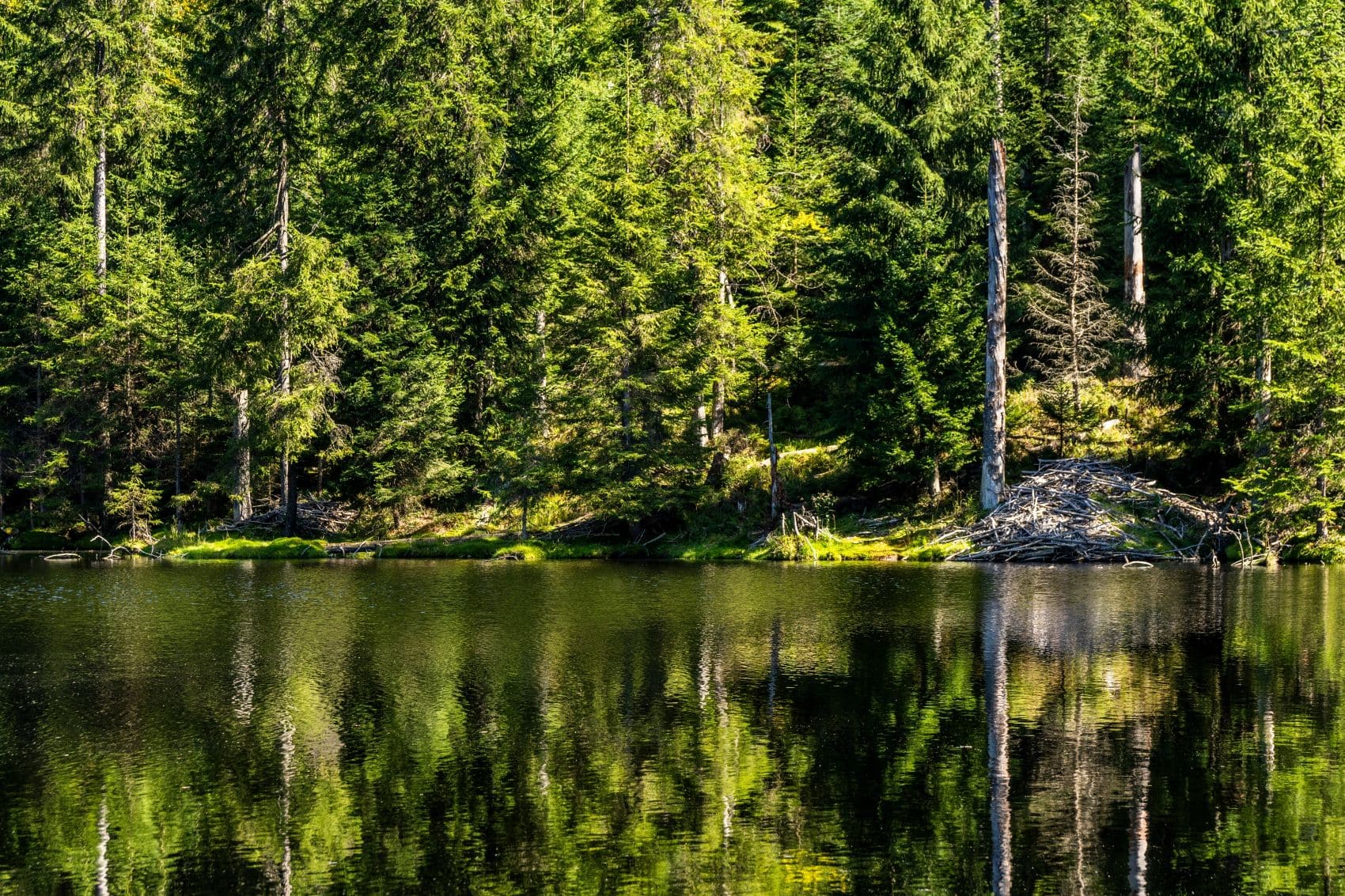 Martinsklause im Nationalpark Bayerischer Wald mit Wald und Spiegelung im Wasser