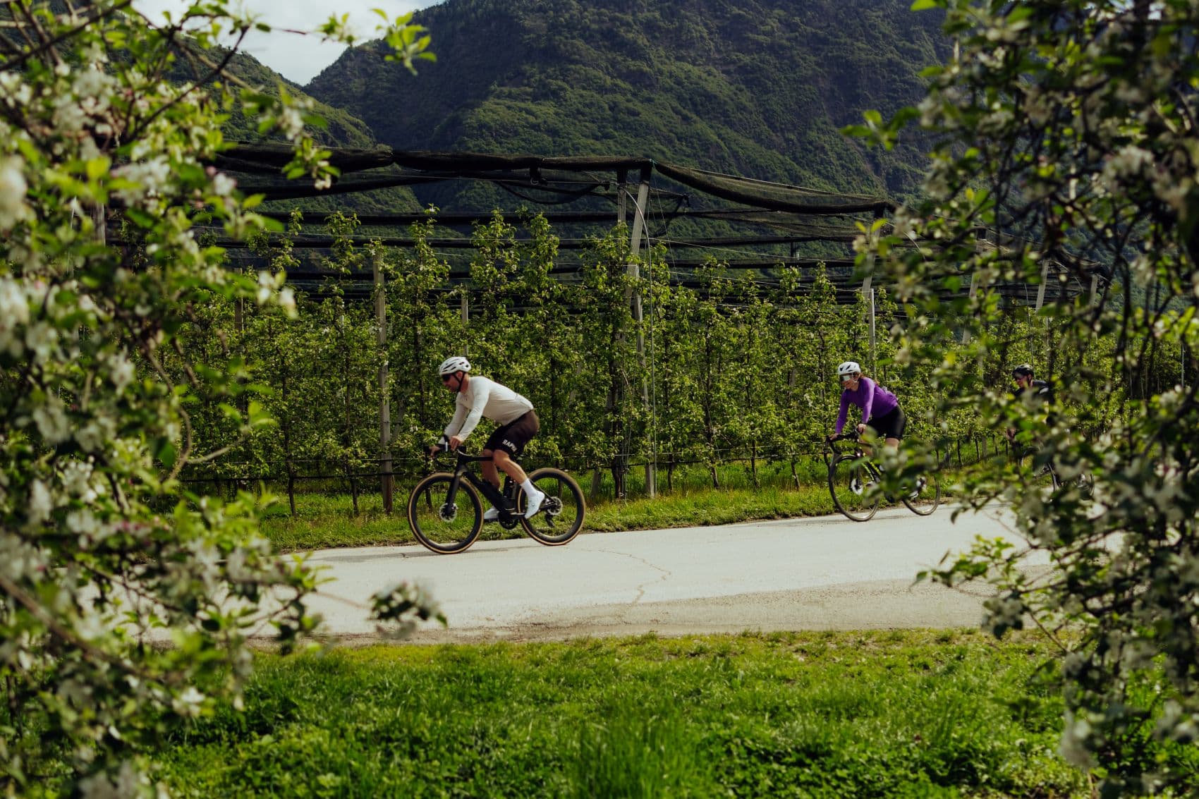 Radfahrer fahren durch Obstgärten am Kalterer See in Südtirol.