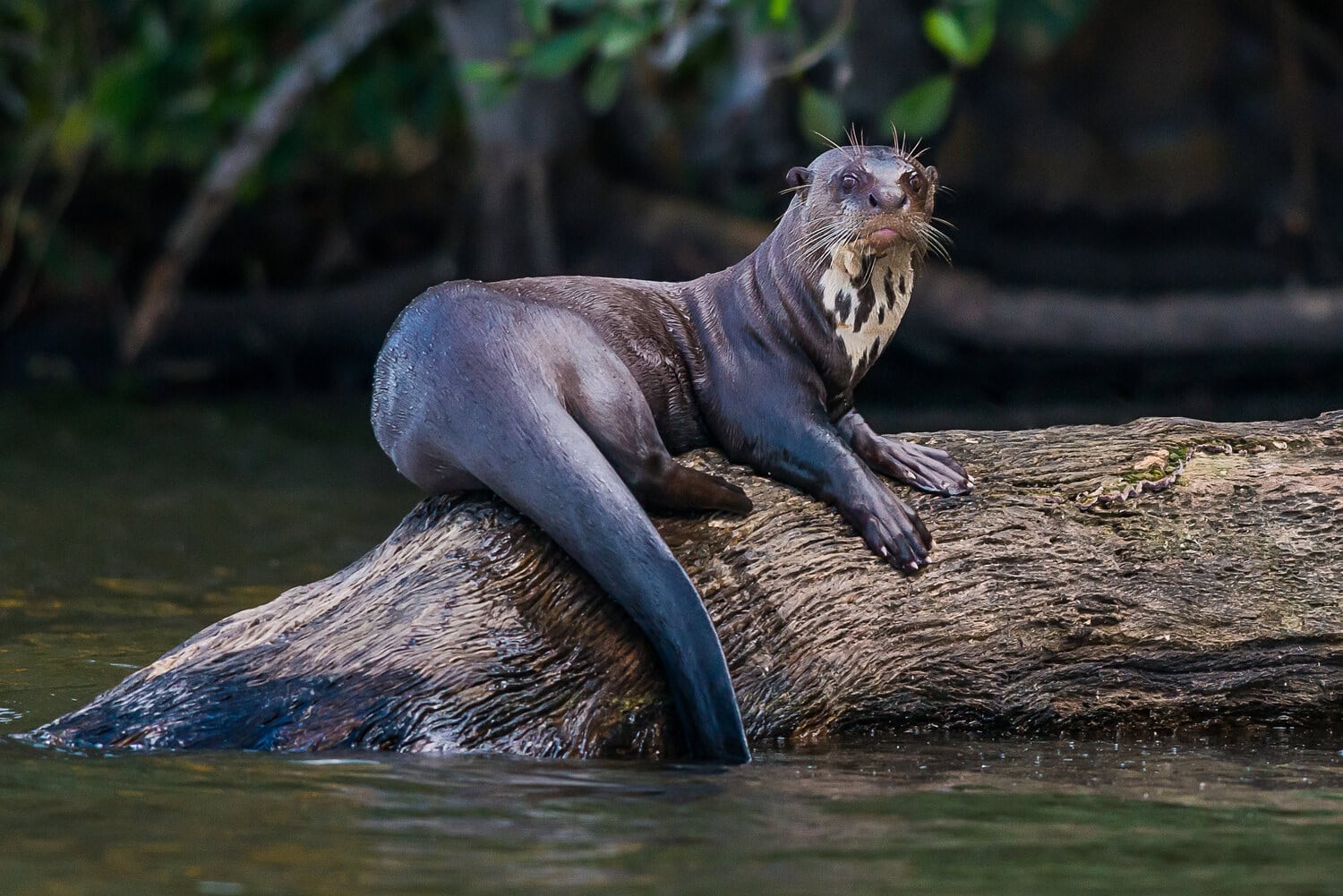Ein Riesenotter ruht auf einem Treibholzstamm im peruanischen Amazonas und reckt den hell gefleckten Hals.
