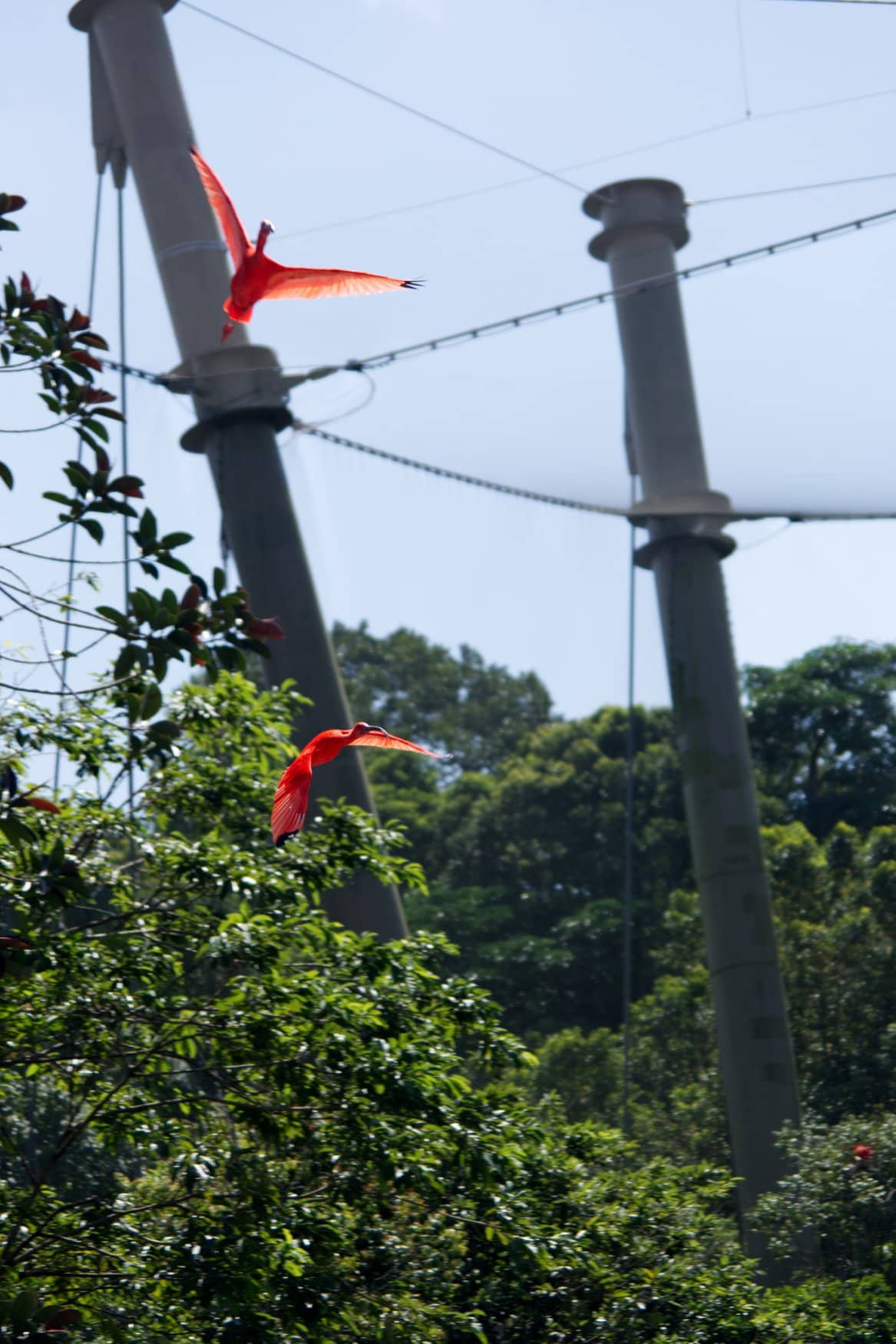Zwei Scharlachsichler fliegen durch eine große Freiflugvoliere in Singapur, dahinter Betonstützen und die Netzkonstruktion des Daches.