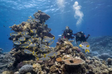 Taucher zwischen Korallen und Fischschwärmen am Great Barrier Reef in Australien