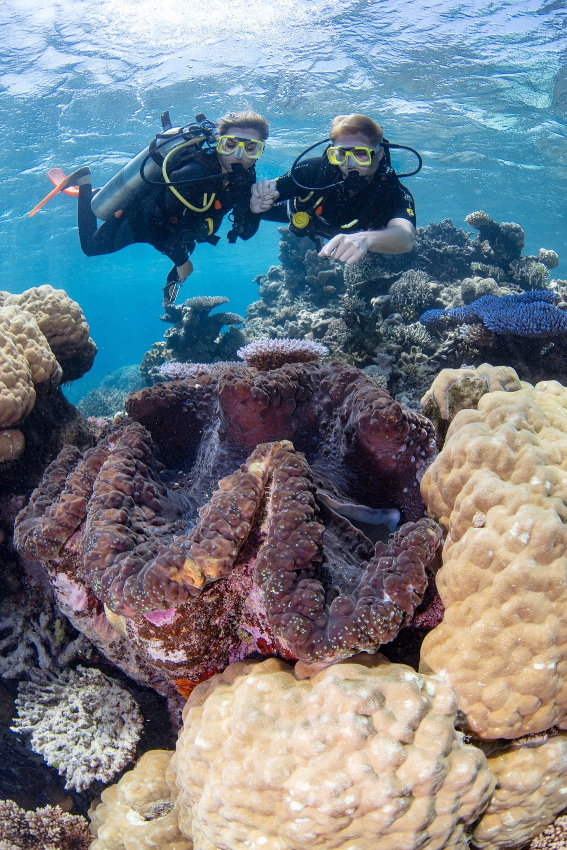 Zwei Taucher neben einer Riesenmuschel am Great Barrier Reef in Queensland