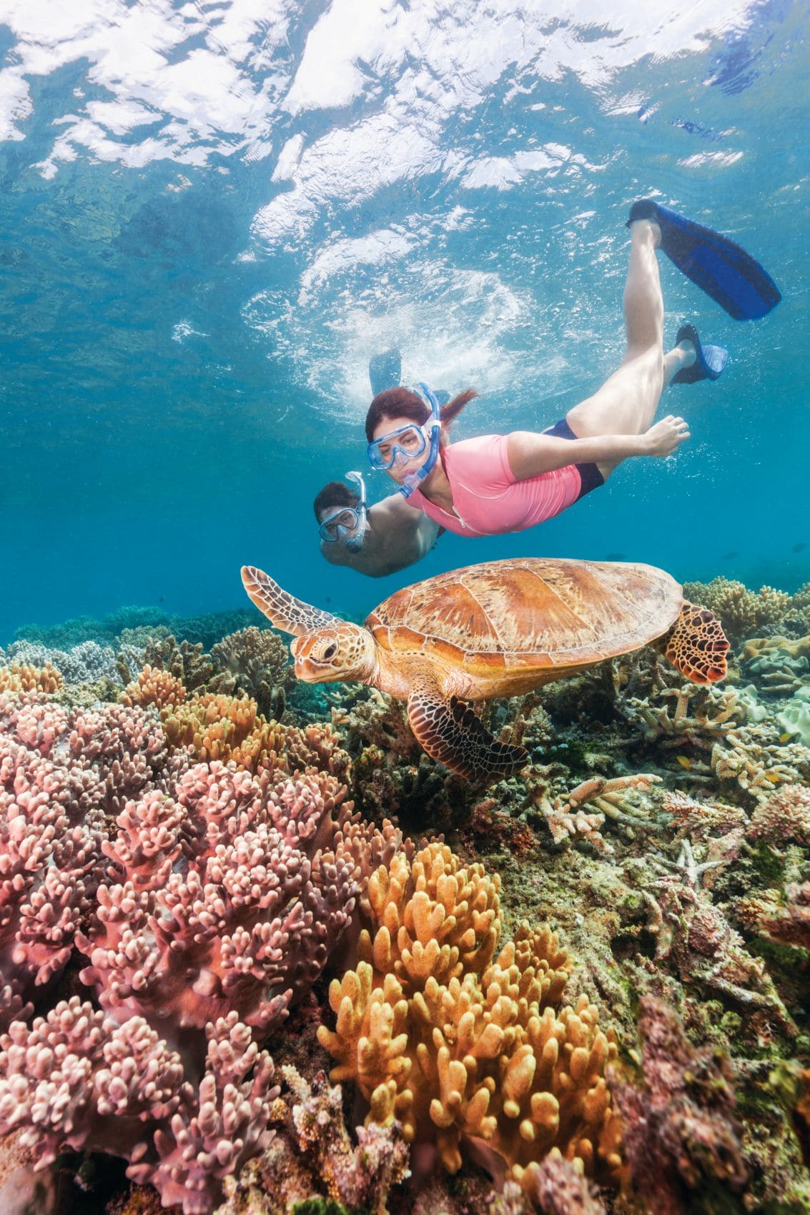Zwei Schnorchler schwimmen mit einer Meeresschildkröte über Korallen am Great Barrier Reef.