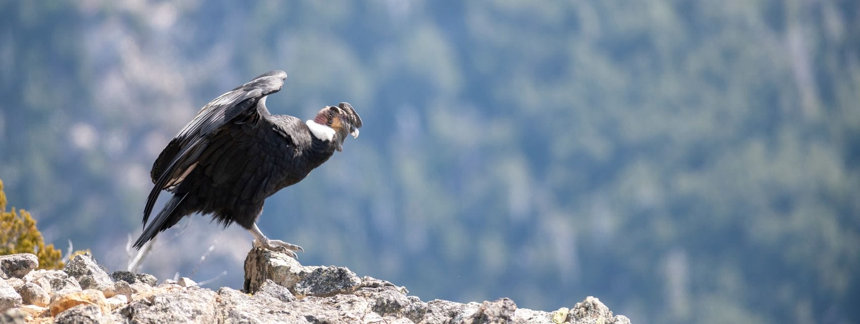 Andenkondor mit leicht geöffneten Flügeln auf einem Felsen vor unscharfer Bergkulisse.