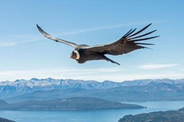 Andenkondor im Flug über dem Nahuel-Huapi-See und den Anden in Argentinien.