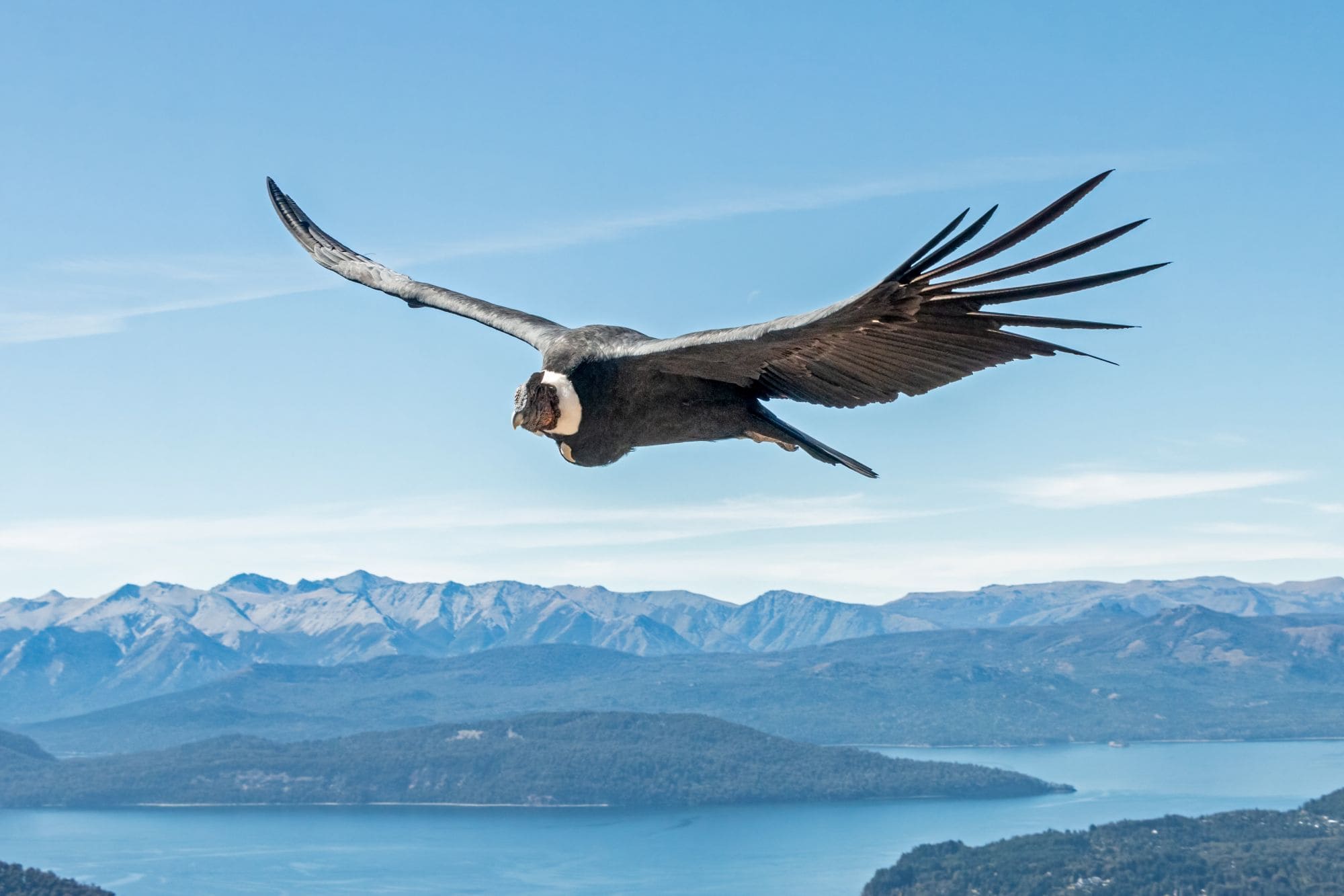 Die größten Vögel der Welt: Wo du die Giganten der Lüfte beobachten kannst