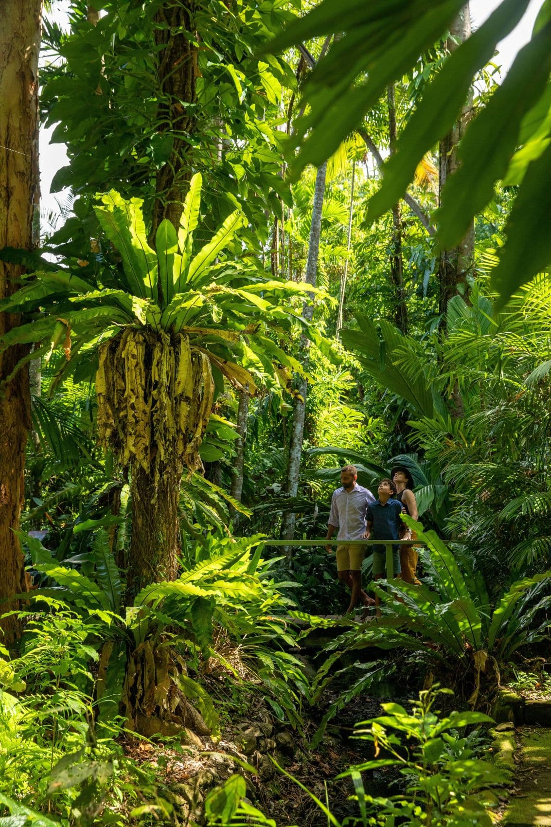 Besucher zwischen üppigen tropischen Pflanzen in den Cairns Botanic Gardens