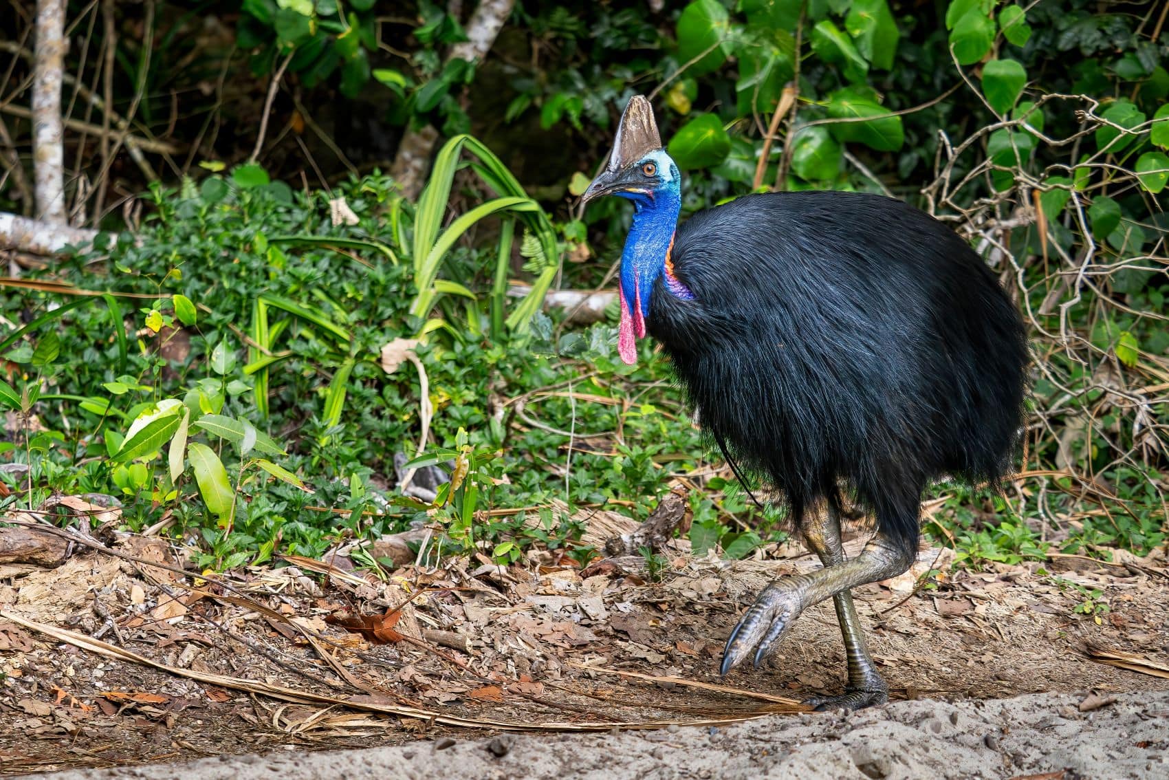 Helmkasuar mit schwarzem Gefieder, blauem Hals, roten Hautlappen und hornartigem Helm am Rand eines tropischen Regenwaldes.