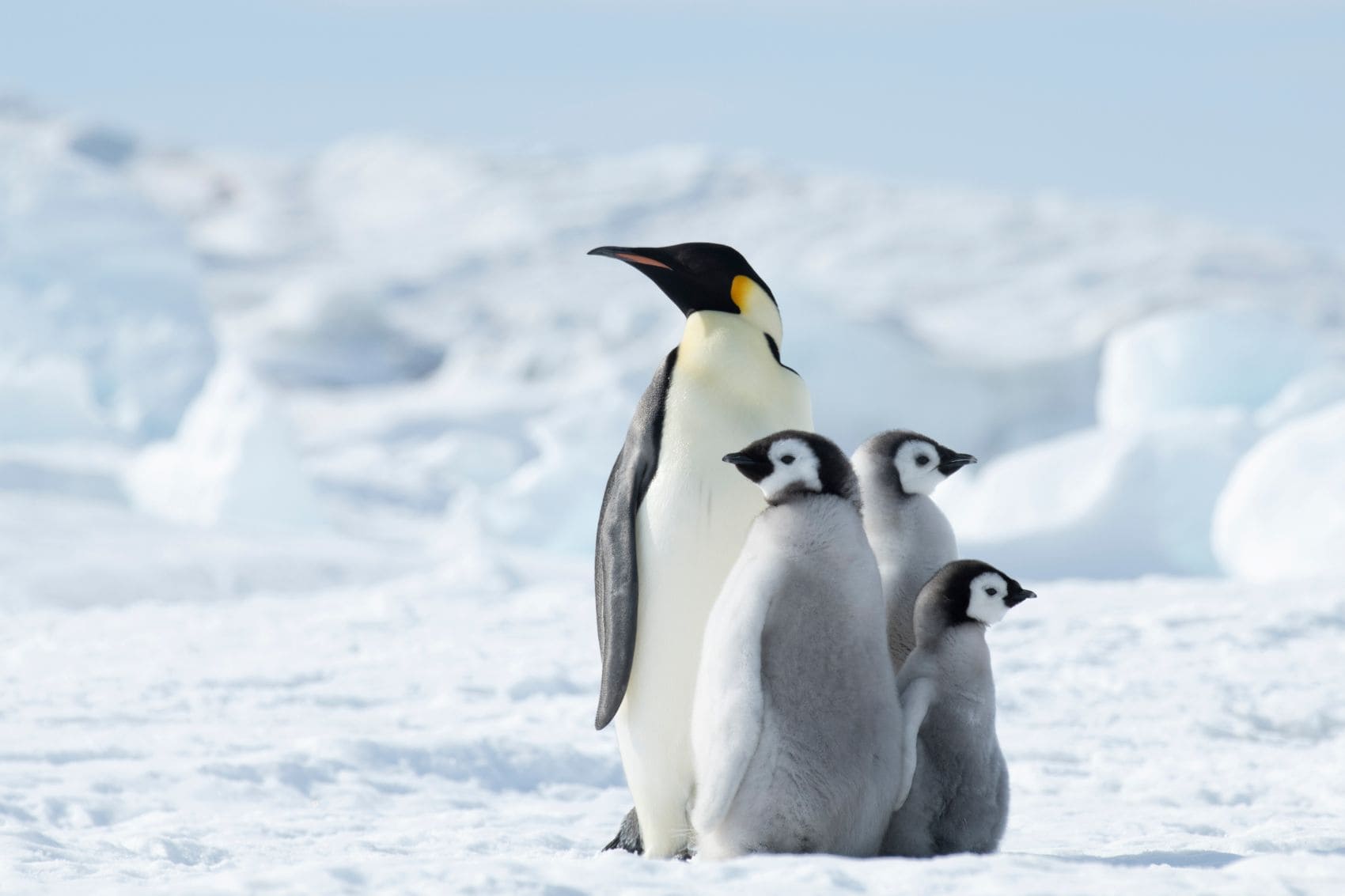 Kaiserpinguin mit drei Küken auf Schnee und Eis in der Antarktis.