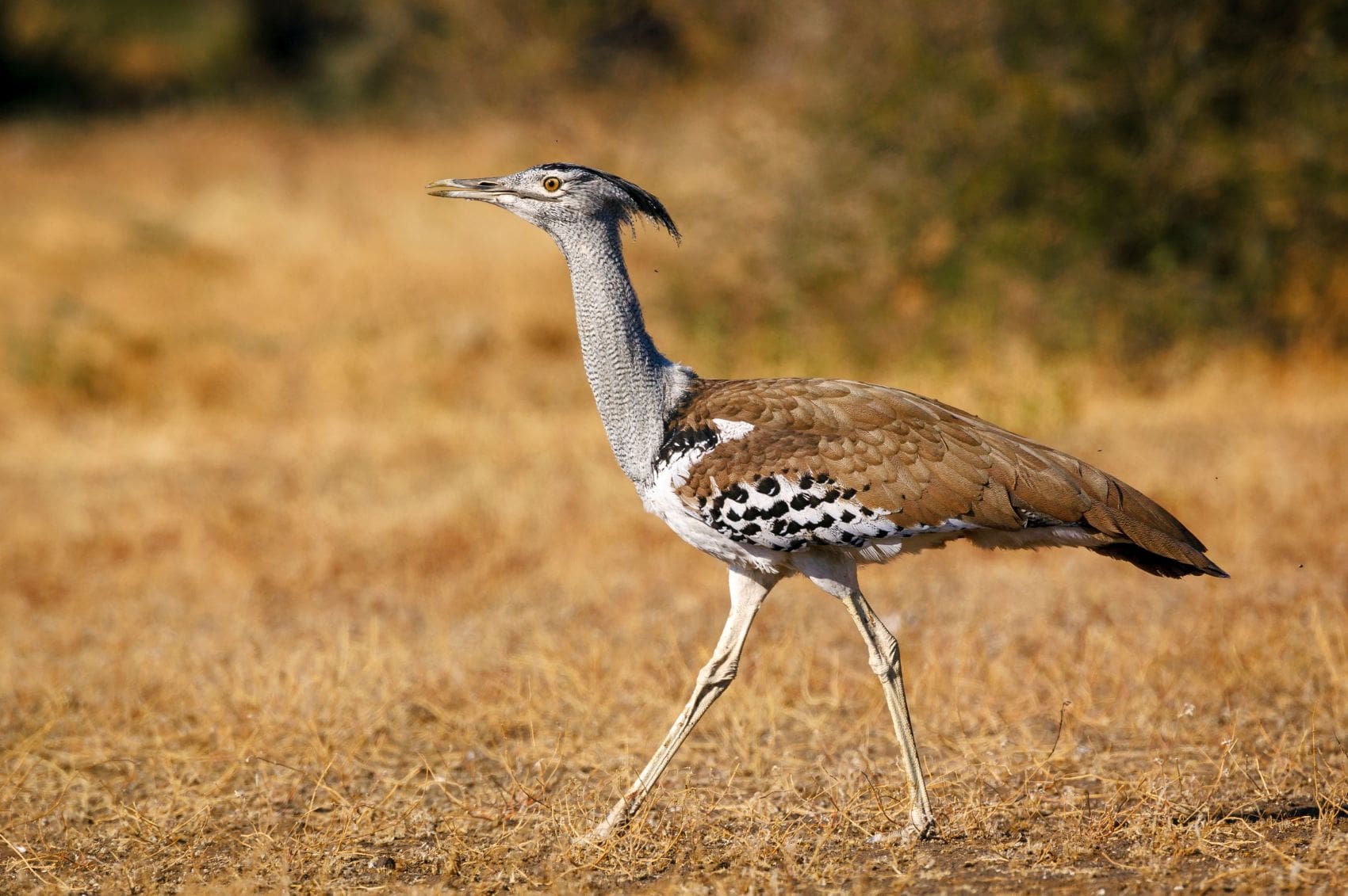 Riesentrappe mit braun-weißem Gefieder und langen Beinen in der trockenen Savanne des Northern Tuli Game Reserve in Botswana.