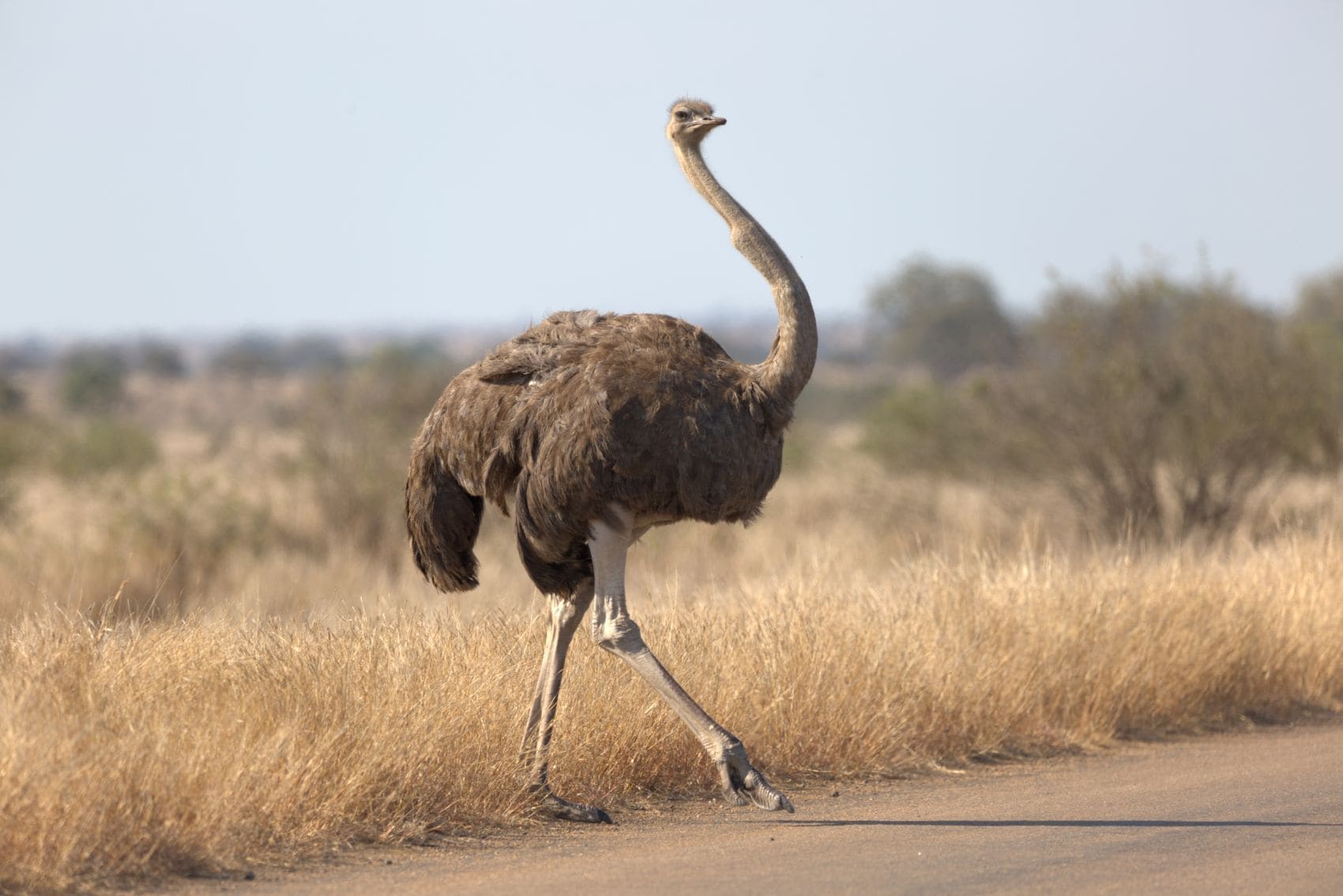 Weiblicher Strauß beim Überqueren einer Straße im Kruger-Nationalpark in Südafrika, umgeben von trockener Savannenlandschaft.