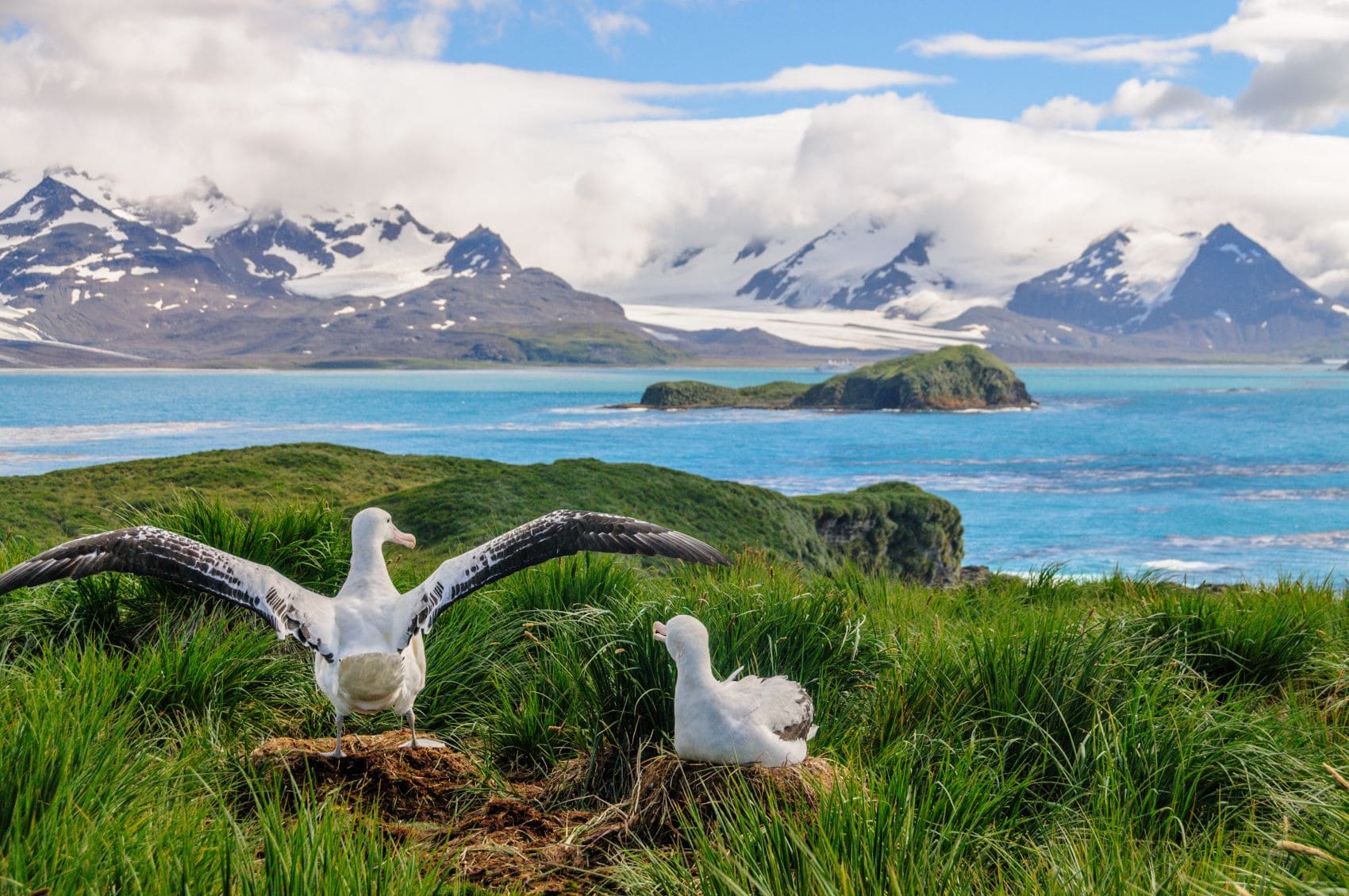 Zwei Wanderalbatrosse in ihrem Nest auf Prion Island in Südgeorgien.